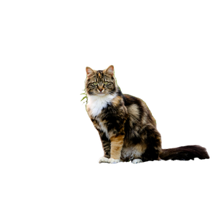 A Fluffy Cat Sits On Gravel With A Lush Green Background In Marche En Famenne. 14335 - Cat PNG image with transparent background